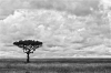 Serengeti Serengeti