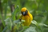 Weaver Bird Weaver Bird